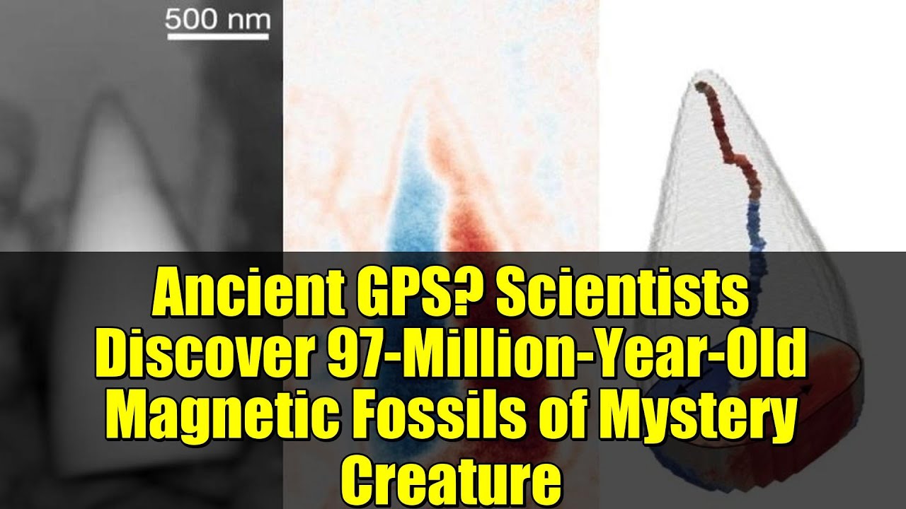 Ancient GPS? Scientists Discover 97-Million-Year-Old Magnetic Fossils of Mystery Creature