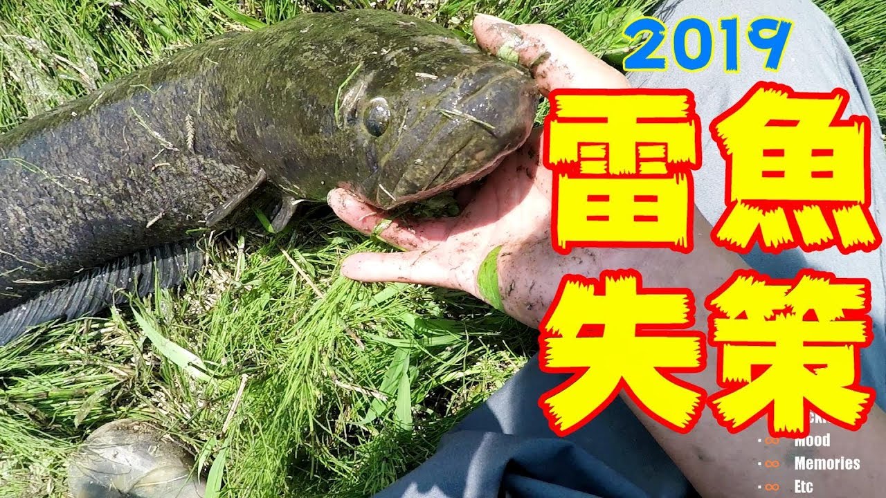 雷魚バス釣り 連発捕食ミス バラシ集 潟 河川 用水路全部見せますsnakehead 魚釣り系you Tuberまとめサイト Fishing