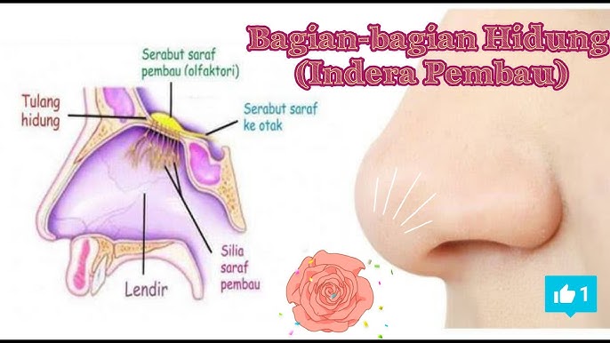 Indra penciuman hidung membantu kita mengenali berbagai aroma, dari yang menyenangkan hingga peringatan bahaya