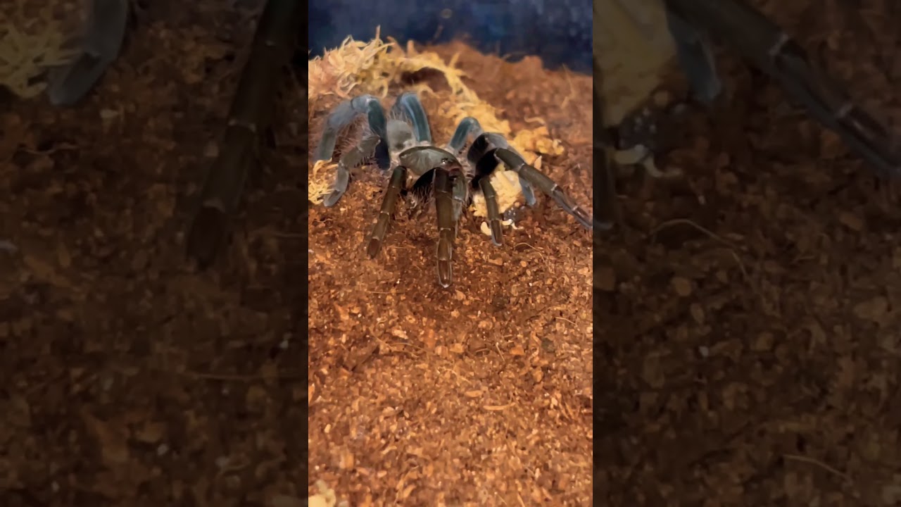 Hysterocrates gigas (Cameroon Red Baboon Tarantula) 