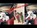 MY DOG RAN AWAY PRANK ON DJ AND YAYA