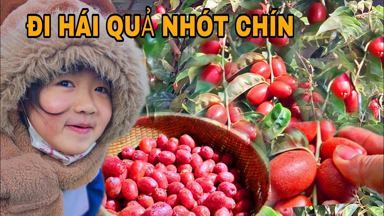 HÁI NHÓT CHÍN ĐỎ -KAPY ĂN NHÓT BIỂU CẢM HÀI HƯỚC 