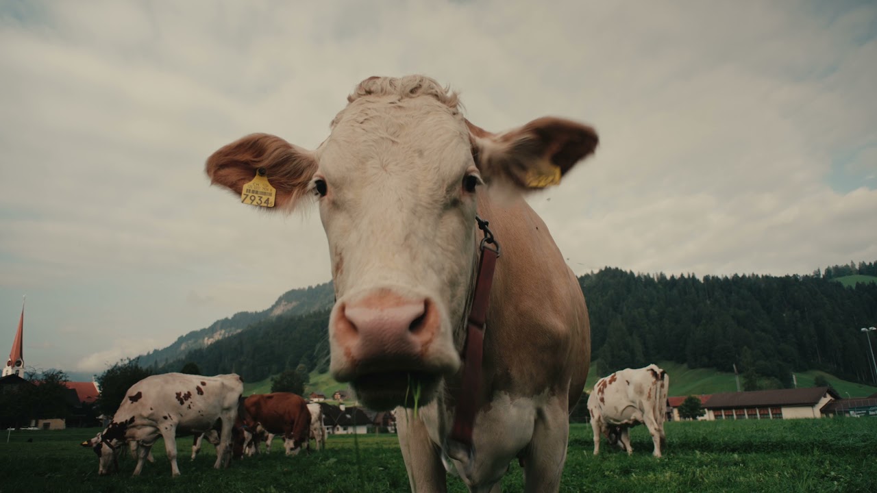 Leica R 21 mm / F4 Test Footage