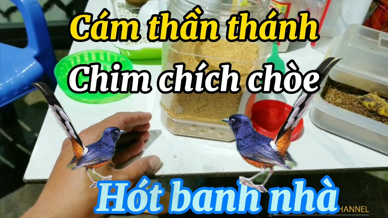 CÁM CHIM THẦN THÁNH 72k cho chim chòe lửa , chòe than , chòe đất ...