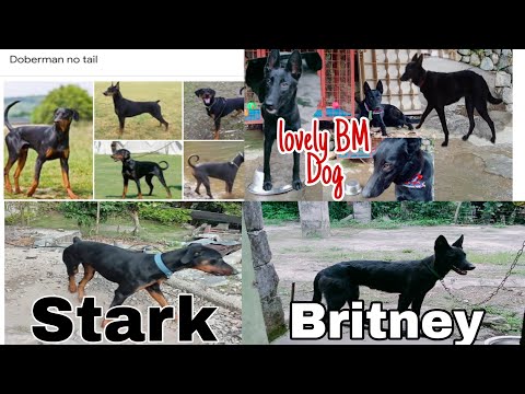 Are Belgian Malinois and Dobermans Excellent Dog Breeds? [Updated Guide]
