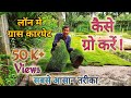 लॉन मे ग्रास कारपेट ग्रो करने का सबसे आसान तरीका जानिए। Growing grass carpet in a Lawn