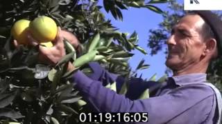1960s Picking Oranges in Spain, Harvest