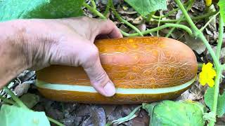 Pickling cucumbers: how to grow, harvest, seed collection, processing @Stuffany-things 