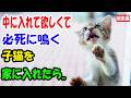 中に入れて欲しそうにやってきた子猫を家に入れたら..【猫の不思議な話】【総集編】