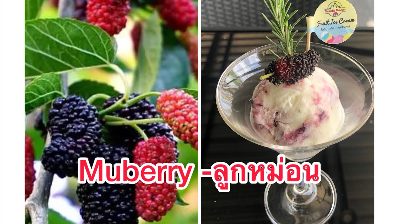 Шелковица — полезные свойства шелковицы.