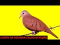 ROLINHA CALDO DE FEIJÃO CANTANDO MUITO  -  CANTO DA ROLINHA CALDO DE FEIJÃO NA NATUREZA