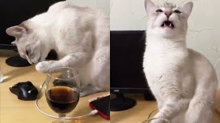 Cat Reacts To Trying Soda For The First Time Ever