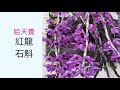 沒有遮蔽物下的紅龍石斛 今年大開啦 （我阿姨養的）