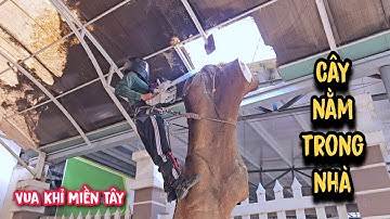 Vua Khỉ cưa hạ gốc cây Phượng nằm trong nhà cực kì vất vã (2/2).