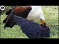 Angry Eagle Attacks All Weak Birds Mercilessly