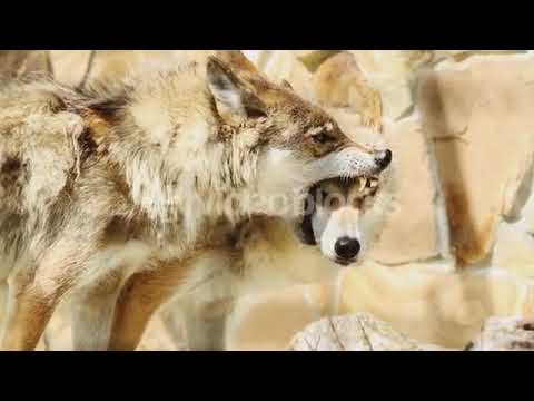 Wolves fighting - YouTube