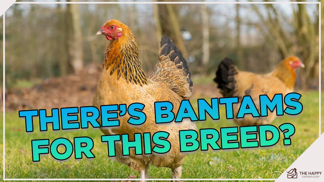 You'll see why the Buff Brahma Bantam is a great breed! 