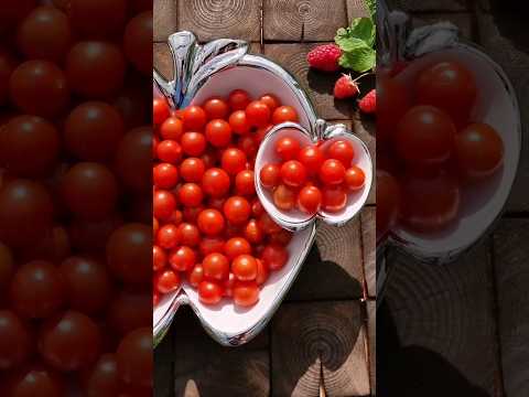 Video: Ampelous tomatoes - decoration of the balcony