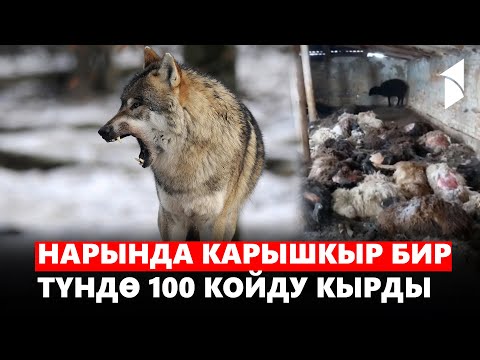 Video: Санкциялардын доору