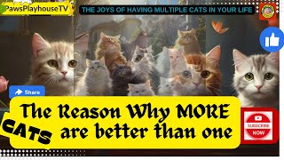 Purrfect Harmony- The reason why MORE cats are better than one by PawsPlayhouseTV 76k Subscriber 1.3 M views  2 views 3 months ago 8 minutes, 19 seconds