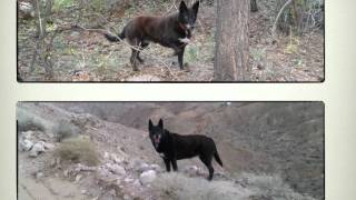 tribute to radar.mov