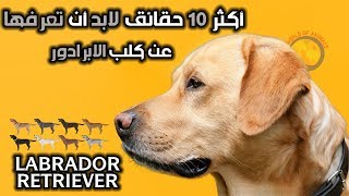 أكثر 10 معلومات لابد ان تعرفها عن كلب ال لابرادور ريتريفر  | Labrador Retriever dog