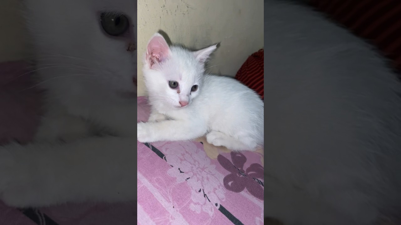 🐈 cat and 🐅 tiger mix breed 