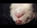 A Day In The Life Of A Ferret