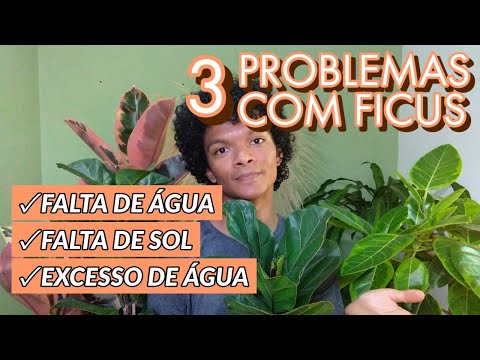 Vídeo: Quais São Os Signos Associados A Ficus