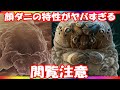 「顔ダニの特性がやばすぎるからこの動画は見るな」