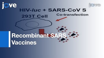 Protein Preparation, Animal Vaccination & Neutralization Detection l Protocol Preview