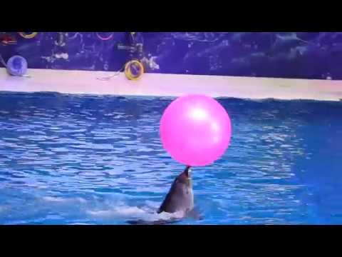 DUBAI: AQUARIUM AND DOLPHINARIUM (March 2019)