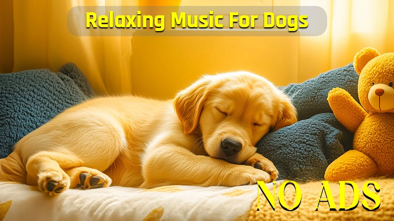 24/7 часов успокаивающей музыки для щенков🎵🐶Музыка для снятия тревоги при разлуке🎵💖Расслабление