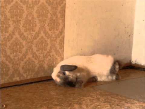 Bunny Dennis Hopper takes a SHORT nap...