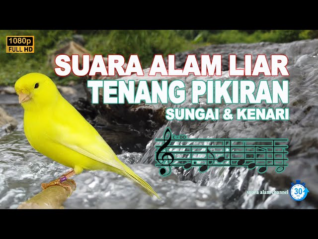 Suara Alam Membuat Tenang pikiran   Suara Burung Kenari dan Air Mengalir class=