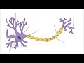 Sistema somato sensoriale