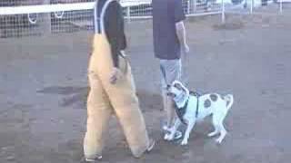 Luna working on Defense of Handler