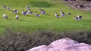 Прогулка в парке  Стая птиц  Красивая природа Футажи для видеомонтажа Музыка Свет Софии.