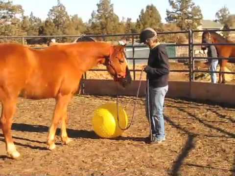 1: Bringing Out Suzy's Play Drive - Preparing Rescue Horse to Integrate With Herd