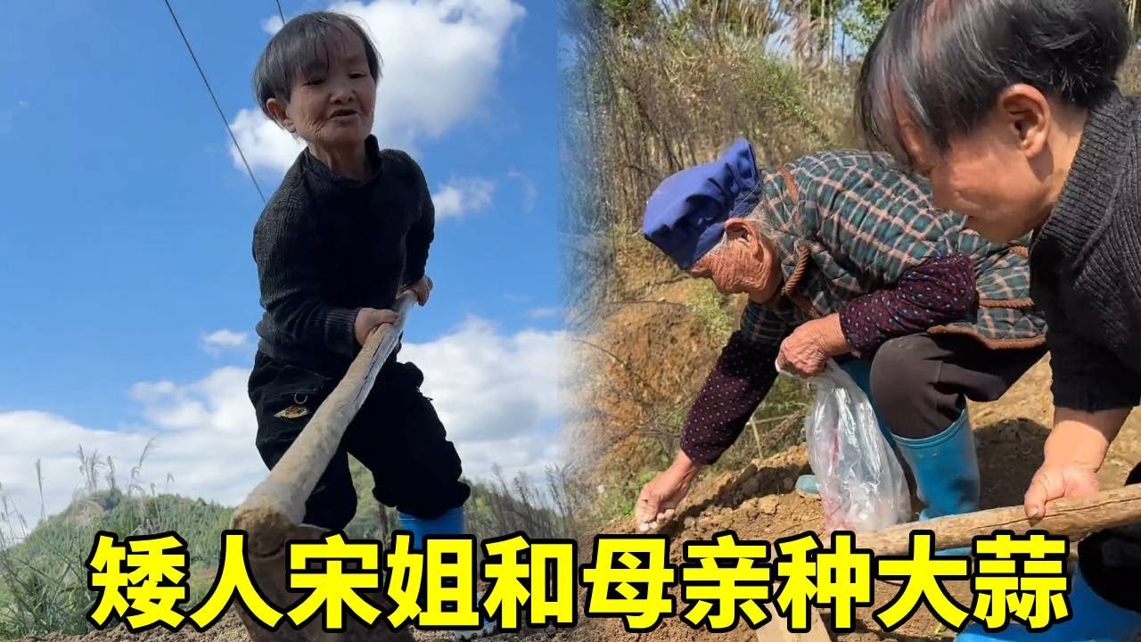 矮人宋姐和母亲一起种大蒜，好久没和母亲一起干活了，今天真开心！#农村生活#袖珍人
