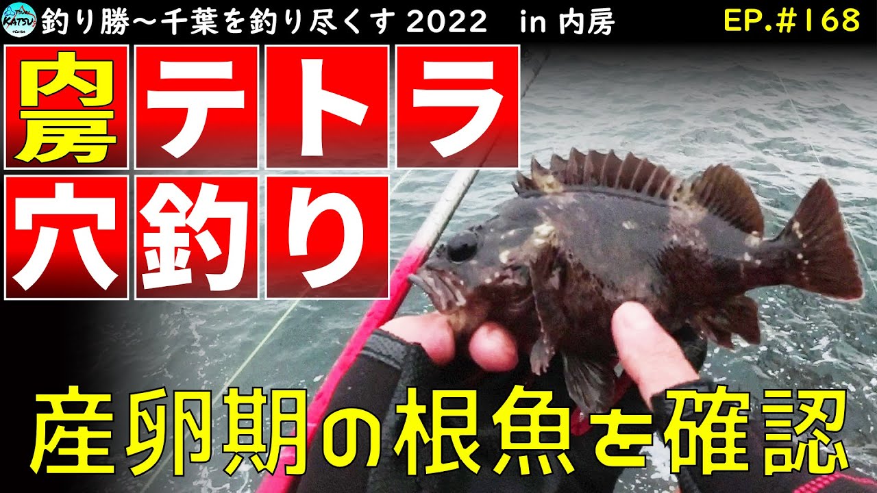 Ep 168 内房穴釣り 雨 大潮満潮の内房テトラで抱卵根魚に遭遇 Youtube Ep 168 内房穴釣り 雨 大潮満潮の内房テトラで抱卵根魚に遭遇 Youtube