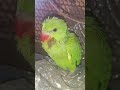 Hum sab garib hai 😭😫 #talkingparot #shorts  #parrotvideo #parrotlovers #babyparrot #Knowingcraze
