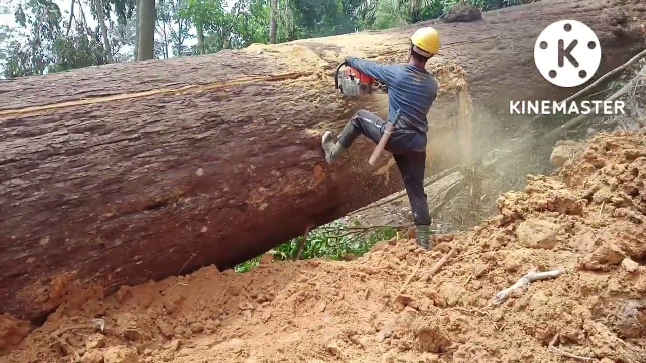 PEMOTONGAN KAYU CENGAL BESAR.