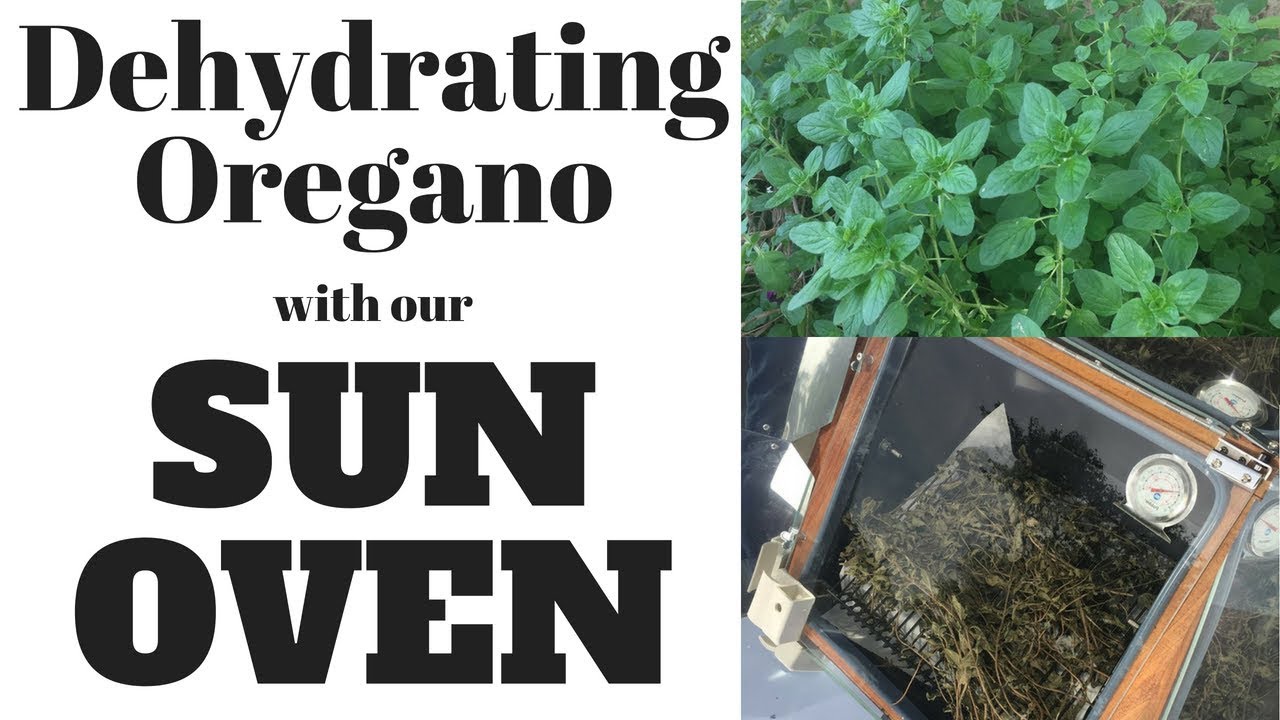 Dehydrating Herbs in the SUN OVEN YouTube
