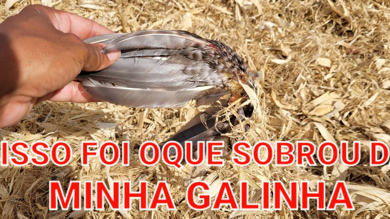 UM BICHO ATACOU MINHAS GALINHAS A NOITE - YouTube