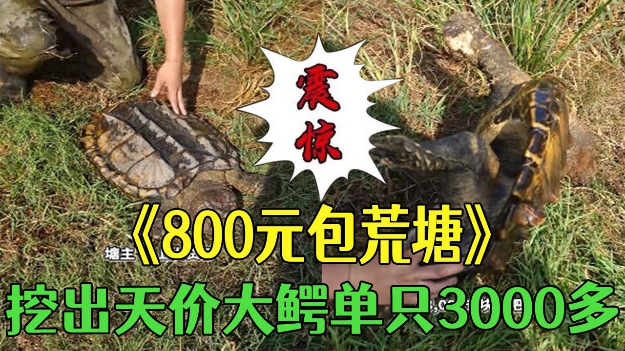 800元包荒塘，挖出 “天價大鳄”單只3000多，把之前的虧空全賺回來了#三農 #小飛哥#戶外 #鄉村守護人#包塘 #熱門#大鳄