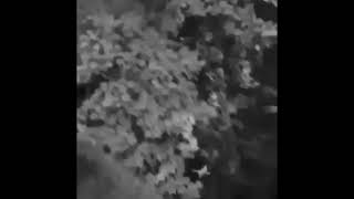 Shot on iPhone meme/frog jumps off bridge