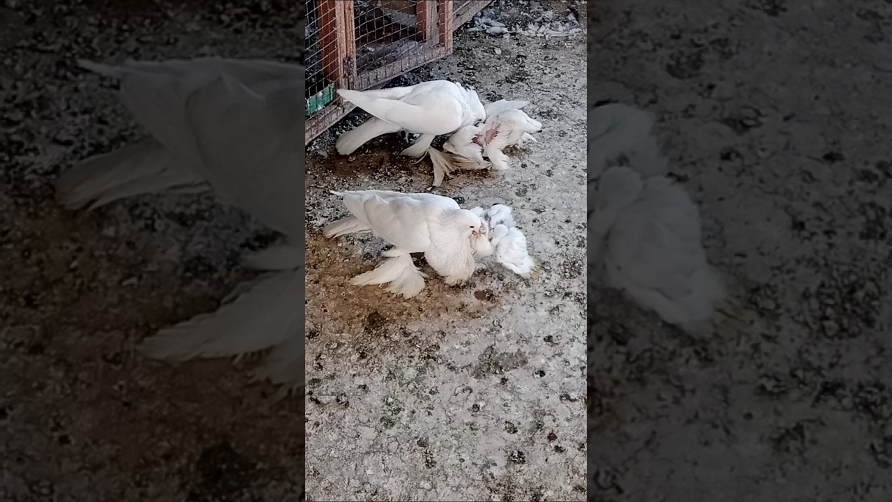 baby pigeon feeding sounds 