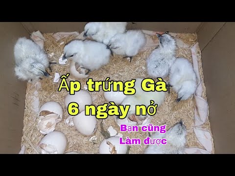 Video: 3 cách để ấp trứng gà