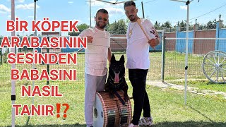 BİR KÖPEK ARABASININ SESİNDEN BABASINI NASIL TANIR⁉️#eyüpdoğan #belçikakurdu #malinois #eydog